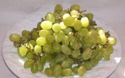 Thompson Seedless Grape Vine - 1 Gallon Pot 9 Thompson Seedless Grape Vine - 1 Gallon Pot -Orchard Essence 10092 thompson seedless grape