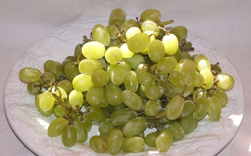 Thompson Seedless Grape Vine - 1 Gallon Pot 6 Thompson Seedless Grape Vine - 1 Gallon Pot - Image 4