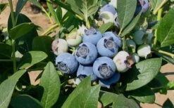Biloxi Southern Highbush Blueberry - 1 Gallon Pot -Orchard Essence 10151 biloxi blueberry