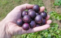 Nesbitt Muscadine Grape Vine - 1 Gallon Pot 9 Nesbitt Muscadine Grape Vine - 1 Gallon Pot -Orchard Essence 10547 nesbitt muscadine