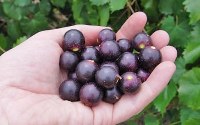 Noble Muscadine Grape Vine (Self Fertile) - 1 Gallon Pot 6 Noble Muscadine Grape Vine (Self Fertile) - 1 Gallon Pot - Image 4