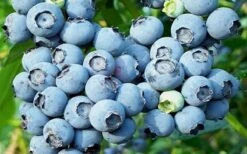 Powderblue Rabbiteye Blueberry - 6 Pack Of 1 Gallon Pots 9 Powderblue Rabbiteye Blueberry - 6 Pack Of 1 Gallon Pots -Orchard Essence 3591 powder blue blueberry