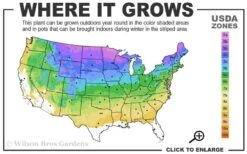 Staghorn Sumac (Rhus Typhina) - 1 Gallon Pot 12 Staghorn Sumac (Rhus Typhina) - 1 Gallon Pot -Orchard Essence 3a 8b 1
