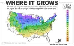 Northern Highbush Blueberry (Vaccinum Corymbosum) - 1 Gallon Pot -Orchard Essence 4a 8a 1