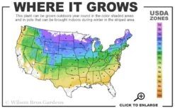 Prime Ark Horizon Blackberry Plant - 1 Gallon Pot -Orchard Essence 4a 8b 4