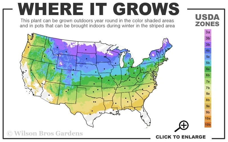 Caroline Raspberry - 2 Gallon Pot 5 Caroline Raspberry - 2 Gallon Pot - Image 3