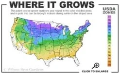 Shagbark Hickory Tree (Carya Ovata) - 3 Gallon Pot -Orchard Essence 4a 8b thumbnail