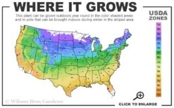 Arctic Emerald Columnar Boxwood - 6 Pack Of 1 Gallon Pots -Orchard Essence 4a 9b