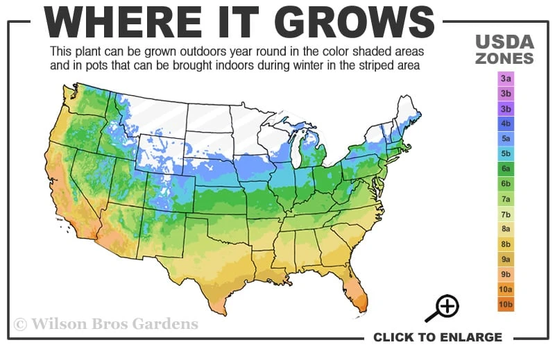 Chicago Cold Hardy Fig Tree - 2 Gallon Pot 5 Chicago Cold Hardy Fig Tree - 2 Gallon Pot - Image 3