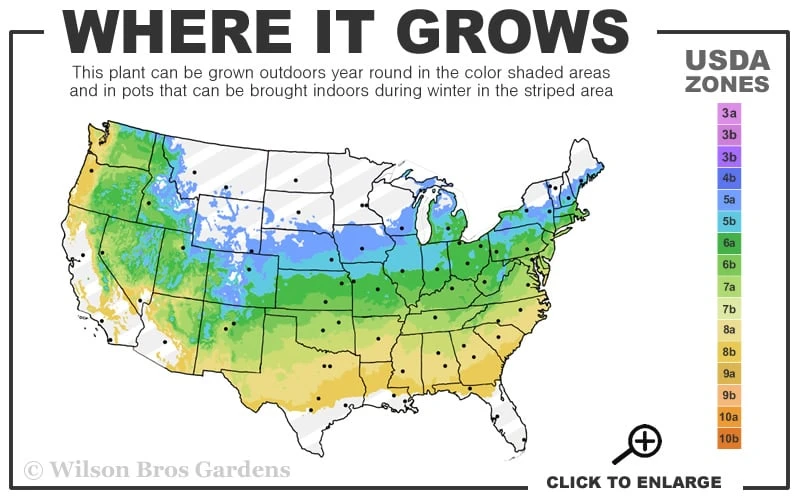 Japanese Sunrise Japanese Maple - 3 Gallon Pot 5 Japanese Sunrise Japanese Maple - 3 Gallon Pot - Image 3