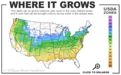 Autumn Moon Japanese Maple - 2 Gallon Pot -Orchard Essence 5a 8b 9