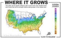 Aoyagi Japanese Maple (Ukon) - 5 Gallon Pot -Orchard Essence 5a 9a 41