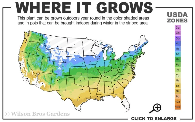 Crimson Queen Dwarf Japanese Maple - 5 Gallon Pot 5 Crimson Queen Dwarf Japanese Maple - 5 Gallon Pot - Image 3