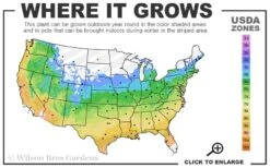 Shaina Dwarf Red Japanese Maple - 3 Gallon Pot 10 Shaina Dwarf Red Japanese Maple - 3 Gallon Pot -Orchard Essence 5a 9b 58