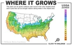 Fjellheim Dwarf Coral Bark Japanese Maple - 3 Gallon Pot -Orchard Essence 5b 9b 7