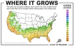 Russian 26 Cold Hardy Pomegranate - 6 Pack Of 1 Gallon Pots -Orchard Essence 6B 11