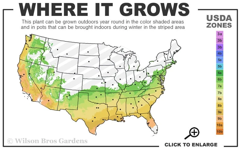 Perfecto Mundo Double Purple Reblooming Azalea - 3 Pack Of Quart Pots 5 Perfecto Mundo Double Purple Reblooming Azalea - 3 Pack Of Quart Pots - Image 3