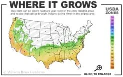 Perfecto Mundo Double Purple Reblooming Azalea - 3 Gallon Pot -Orchard Essence 6B 9B 15