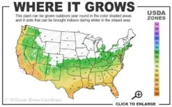 Winter's Snowman Camellia Hybrid - 7 Gallon Pot (3-4') -Orchard Essence 6a 10a