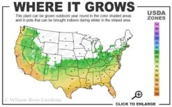 Summer Snow Gardenia - 3 Gallon Pot 12 Summer Snow Gardenia - 3 Gallon Pot -Orchard Essence 6a 10a 4