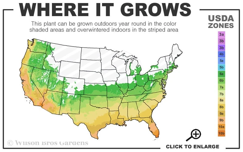 Osage Thornless Blackberry - 1 Gallon Pot 5 Osage Thornless Blackberry - 1 Gallon Pot - Image 3