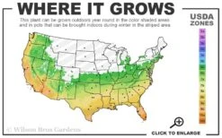 Russian 26 Cold Hardy Pomegranate - 3 Gallon Pot -Orchard Essence 6a 11 1