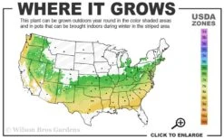 Dee Runk Columnar Boxwood - 6 Pack Of 1 Gallon Pots -Orchard Essence 6a 8b 16