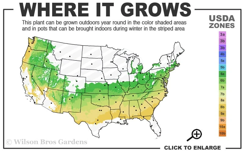 Coastal Azalea (Rhododendron Atlanticum) - 3 Gallon Pot 5 Coastal Azalea (Rhododendron Atlanticum) - 3 Gallon Pot - Image 3