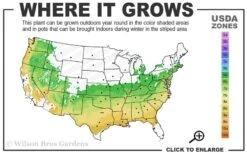 Sir Robert Dwarf Azalea - 6 Pack Of 1 Gallon Pots -Orchard Essence 6a 9a 3