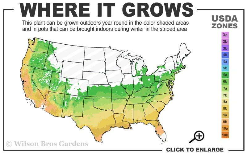 Jane's Gold Aromi Azalea (Rhododendron Hybrid) - 3 Gallon Pot 4 Jane's Gold Aromi Azalea (Rhododendron Hybrid) - 3 Gallon Pot - Image 3
