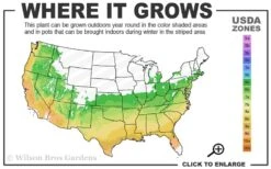 Dons Variegated Native Azalea - Rhododendron - 1 Gallon Pot -Orchard Essence 6a 9b 42