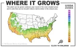 Arctic Dawn Cold Hardy Pink Camellia Hybrid - 3 Gallon Pot 7 Arctic Dawn Cold Hardy Pink Camellia Hybrid - 3 Gallon Pot -Orchard Essence 6b 10a
