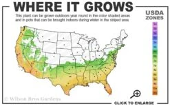 Blood Of China Fragrant Red Camellia Japonica - 3 Gallon Pot -Orchard Essence 6b 10b