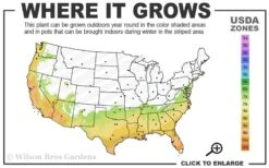 Pink Snow Camellia Sasanqua - 1 Gallon Pot 8 Pink Snow Camellia Sasanqua - 1 Gallon Pot -Orchard Essence 7a 10a 1
