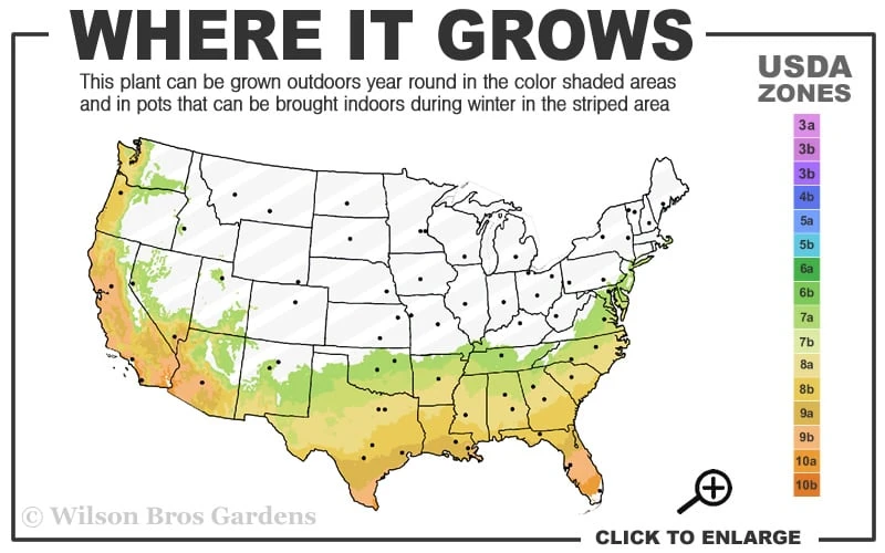 Pink Snow Camellia Sasanqua - 3 Gallon Pot 5 Pink Snow Camellia Sasanqua - 3 Gallon Pot - Image 3
