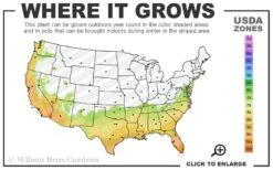 Hardy Fragrant Daisy Gardenia Bush - 1 Gallon Pot -Orchard Essence 7a 10b 42