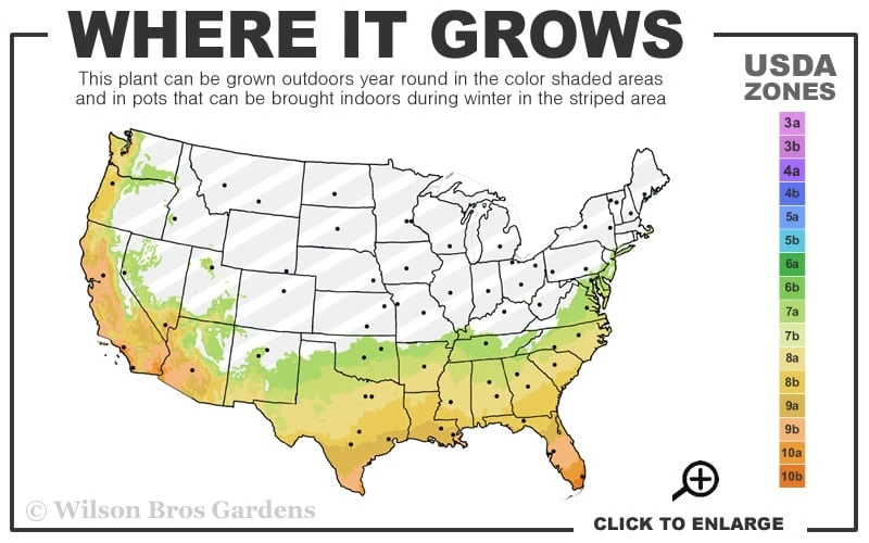 Texas Everbearing Fig Tree - 3 Gallon Pot 5 Texas Everbearing Fig Tree - 3 Gallon Pot - Image 3