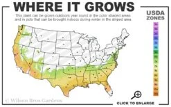 Goggy Camellia Japonica - 3 Gallon Pot -Orchard Essence 7a 9b 27