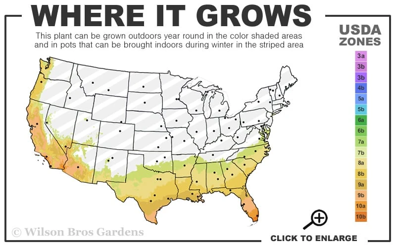 George L. Taber Southern Indica Azalea - 7 Gallon Pot 5 George L. Taber Southern Indica Azalea - 7 Gallon Pot - Image 3