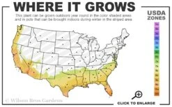 Arbequina Olive Tree - 7 Gallon Pot (3-4') -Orchard Essence 7b 10b 23