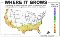 Austin Rabbiteye Blueberry - 1 Gallon Pot -Orchard Essence 7b 9b 5