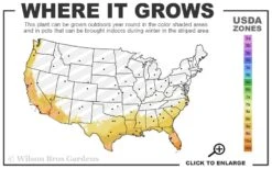 Pineapple Guava - Feijoa Sellowiana - 3 Gallon Pot -Orchard Essence 8a 11 21