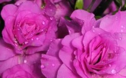 Amelia Rose Azalea - 1 Gallon Pot -Orchard Essence Azalea Amelia Rose 1