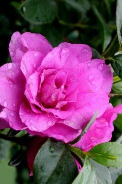 Amelia Rose Azalea - 1 Gallon Pot -Orchard Essence Azalea Amelia Rose 3