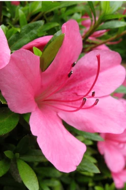Chinzan Dwarf Azalea - 1 Gallon Pot -Orchard Essence Azalea Chinzan 500x750 1