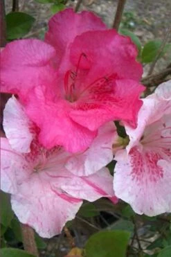 Conversation Piece Azalea - 1 Gallon Pot -Orchard Essence Azalea Conversation Piece 10