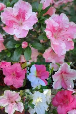 Conversation Piece Azalea - 1 Gallon Pot -Orchard Essence Azalea Conversation Piece 2 500x750 1