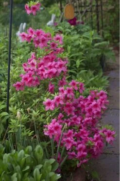 Orchid Showers Deja Bloom Azalea - 1 Gallon Pot -Orchard Essence Azalea Deja Bloom Orchid Showers 5