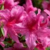 Orchid Showers Deja Bloom Azalea - 1 Gallon Pot 1 Orchid Showers Deja Bloom Azalea - 1 Gallon Pot -Orchard Essence Azalea Deja Bloom Orchid Showers 6