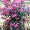 Pink Ribbons Deja Bloom Azalea - 1 Gallon Pot 1 Pink Ribbons Deja Bloom Azalea - 1 Gallon Pot -Orchard Essence Azalea Deja Bloom Pink Ribbons 7